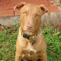Photo of Rusty