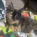 Photo of Bard **2nd Chance Cat Rescue**