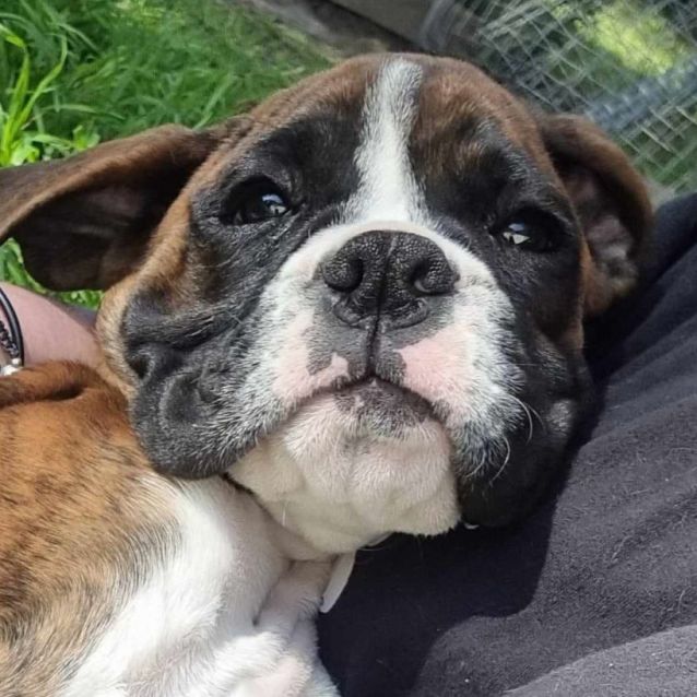 Photo of Ambrosia Or Aloysius