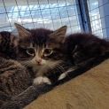 Photo of Bandit **2nd Chance Cat Rescue**