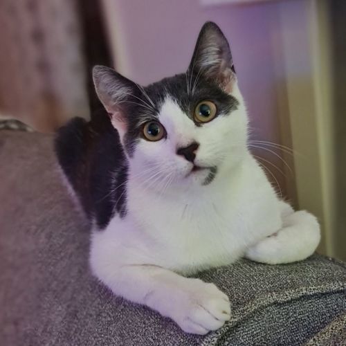 Klaus (Located in Wantirna South) 