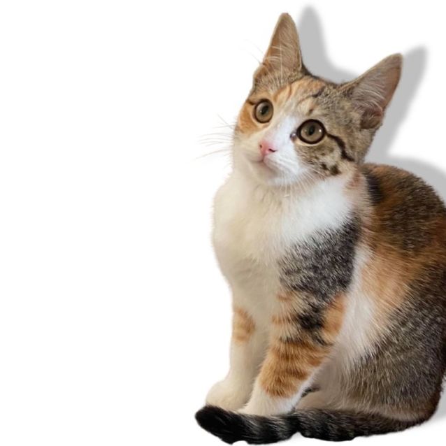 Photo of Missy (Indoors Only)