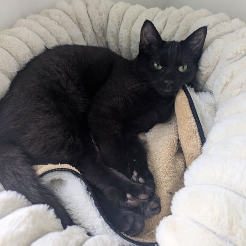 No photo for Bean