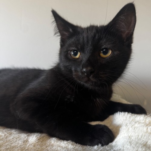 No photo for Charming 