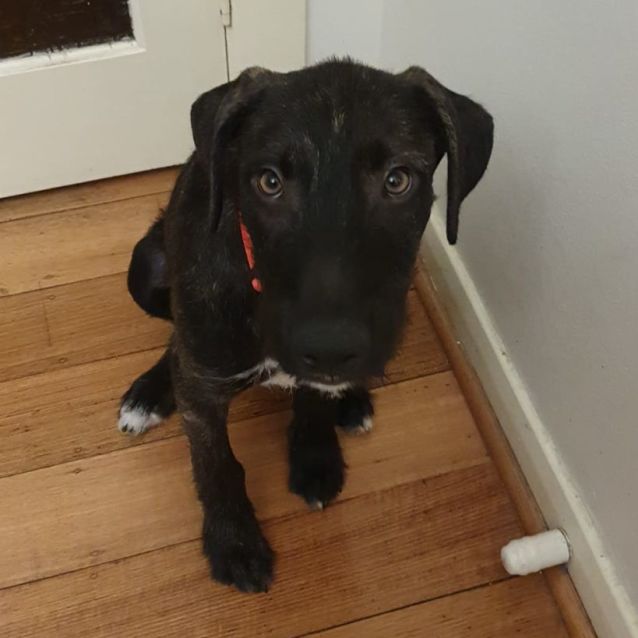 Photo of Toby
