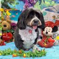 Photo of Tippy