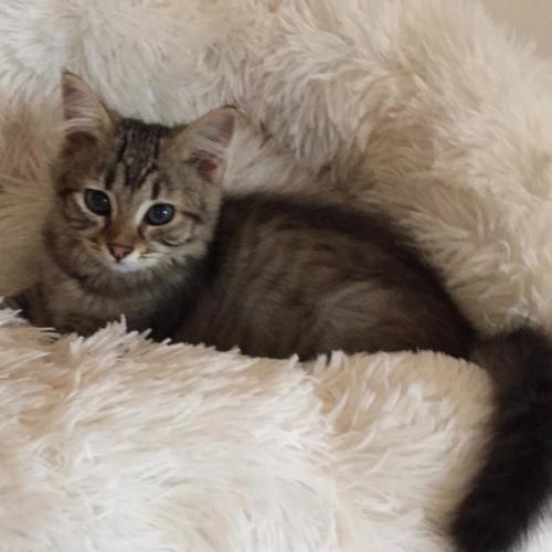 Annie ^Dandy Cat Rescue^