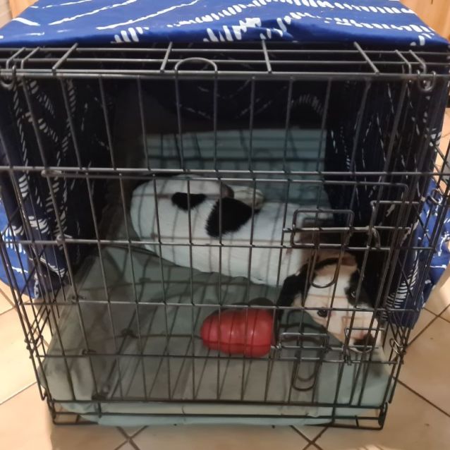 Photo of Soos (Pronounced Like Dr Seuss!)