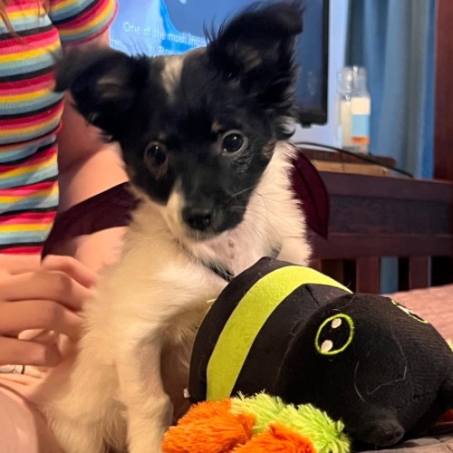 Rufus