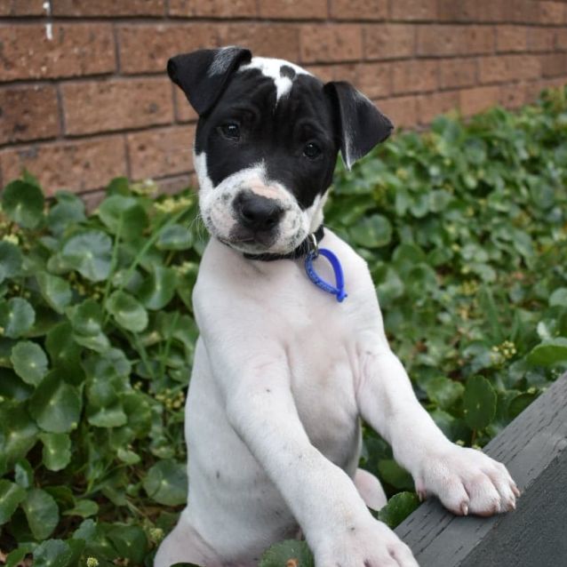 Photo of Barney ~ Mixed Breed (On Trial 24/10/20)
