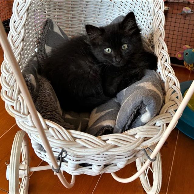 Photo of Ebony ^^Dandy Cat Rescue^^