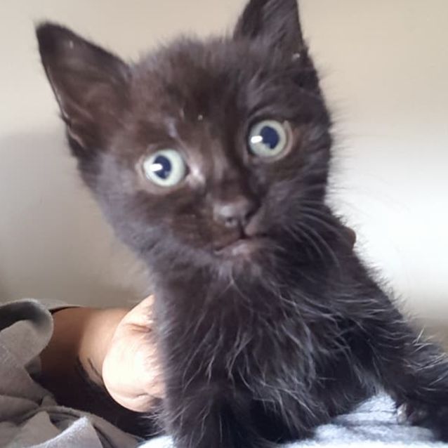 Photo of Sonny **2nd Chance Cat Rescue**