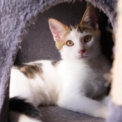 No photo for Snickers 