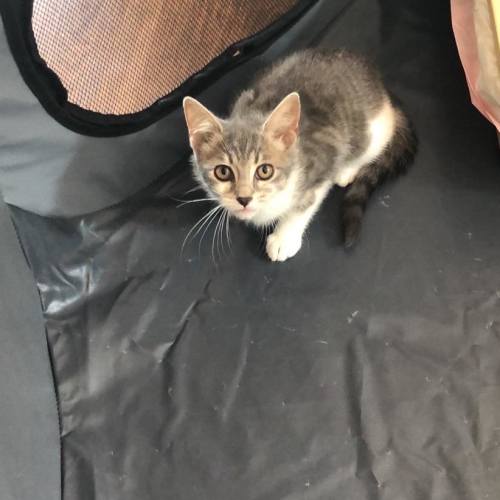 Amber **2nd Chance Cat Rescue**
