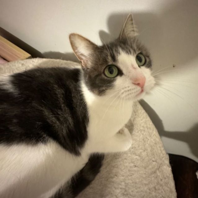 Photo of Frankie