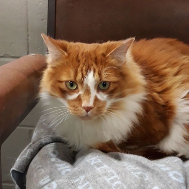 Photo of Rusty