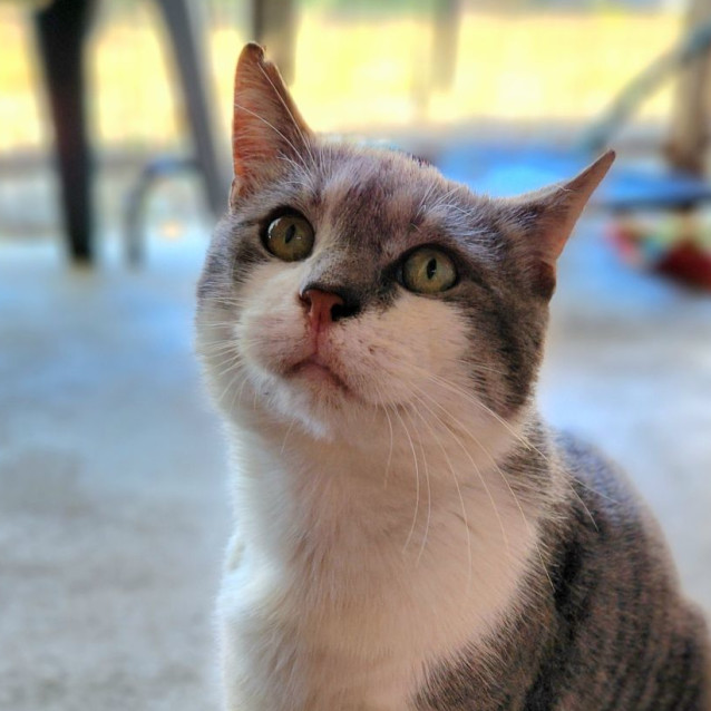 Photo of Chip 💙  Happy, Playful, Easy Cat!