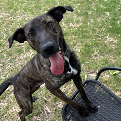 🌺 Azaelia 5668 🌺