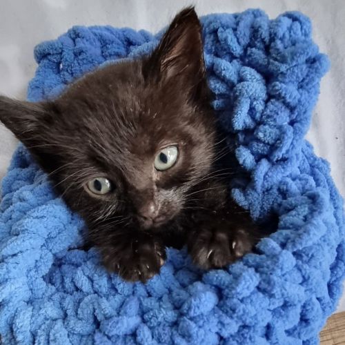 Binx