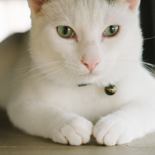 Kimba