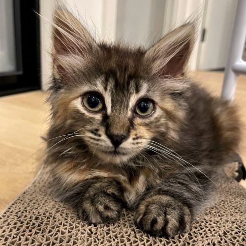 Clove ^^Dandy Cat Rescue^^