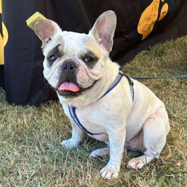 Naveen - Small Female French Bulldog Dog in VIC - PetRescue
