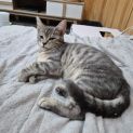 Photo of Fifi