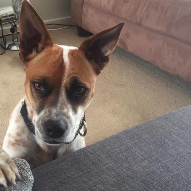 Photo of Tia *App Pending*