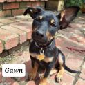 Photo of Gawn