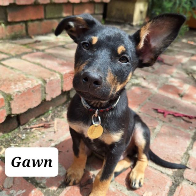 Photo of Gawn