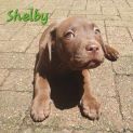 Photo of Shelby