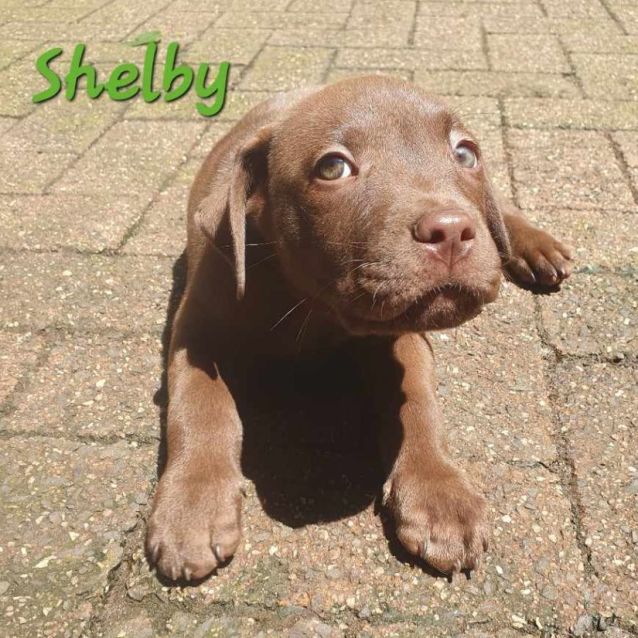 Photo of Shelby