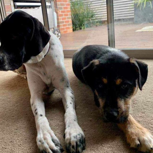 Photo of Onyx