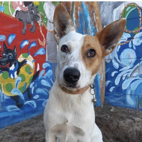 Olive (on adoption trial)