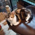 Photo of Minnie **2nd Chance Cat Rescue**