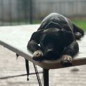 Photo of Snugglebum
