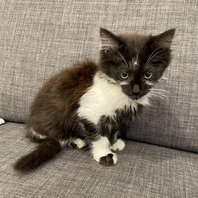 Photo of Zinc **2nd Chance Cat Rescue**