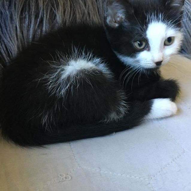 Photo of Holmes **2nd Chance Cat Rescue**