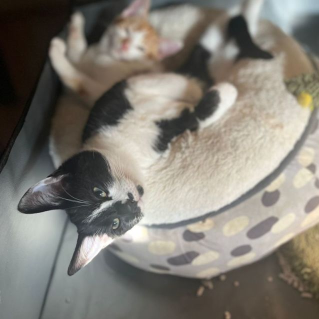 Photo of Smokie