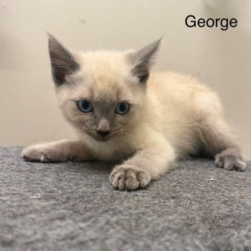 George