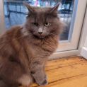 Photo of Banjo