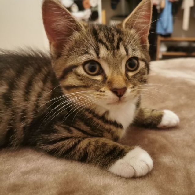 Photo of Bubble & Tea (Located In Brunswick West)