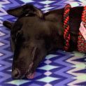 Photo of Ebony