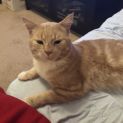 Photo of Toby