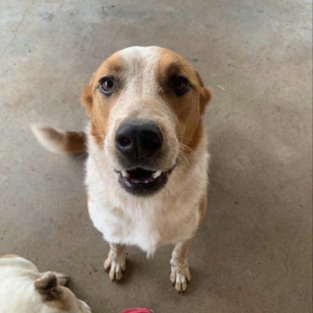Photo of  Floyd (On Adoption Trial)