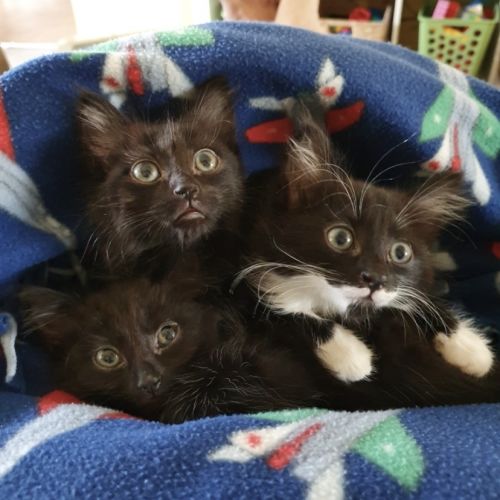 Mae, Mimi & Myah (all now on adoption trial)