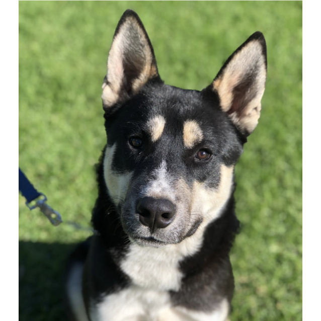 Zues-(on adoption trial) - Medium Male Husky x Kelpie Mix Dog in NSW ...