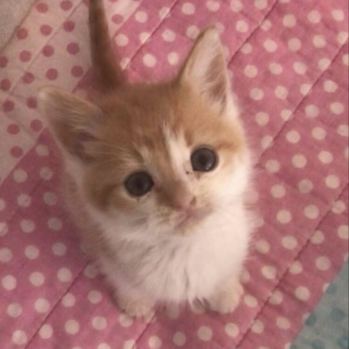  Gracie