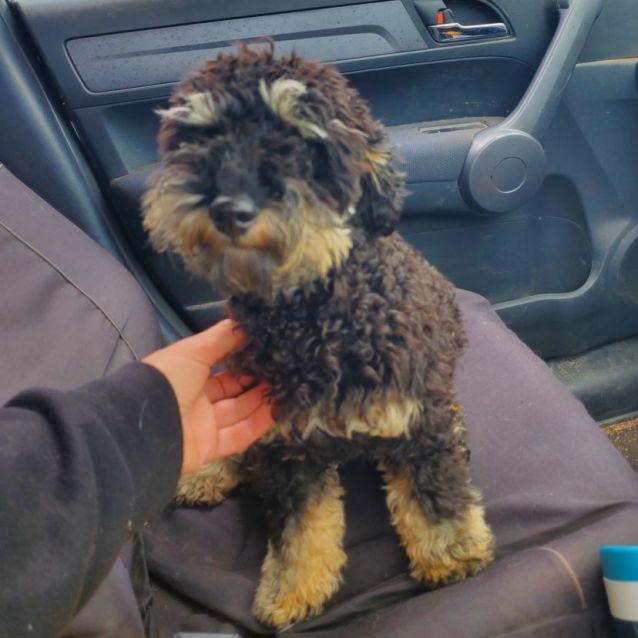 Photo of Apollo. Great Family Puppy!