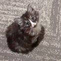Photo of Maple